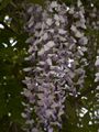 Wisteria sinensis-3 Glicynia chińska